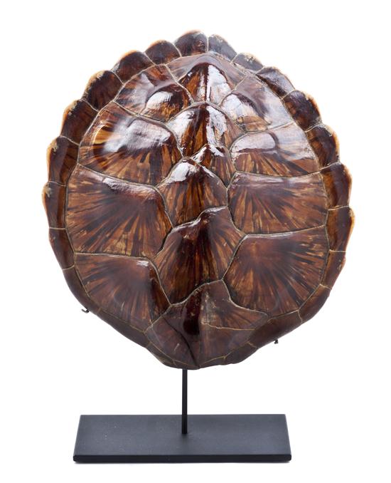 A Tortoise Shell bearing a Cayman