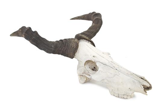 An Antelope Skull with Horns likely