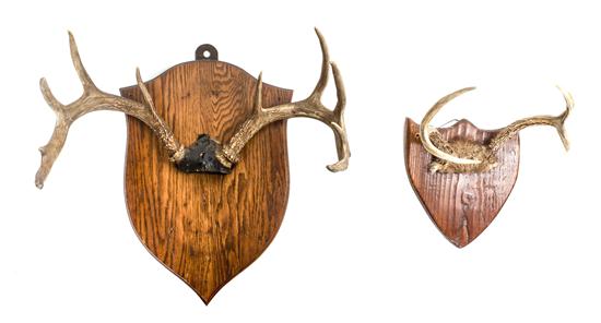 Two Antler Mounts mounted on wooden