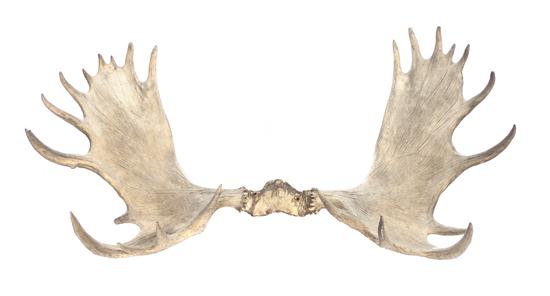 A Pair of Moose Antlers lacking 15348d