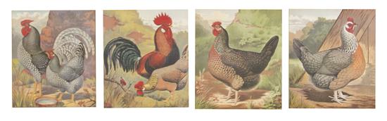 A Set of Four Rooster Prints depicted 151100