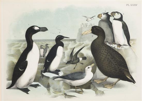 A Set of Seventeen Ornithological Prints