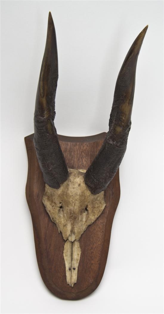 A Pair of African Antlers mounted