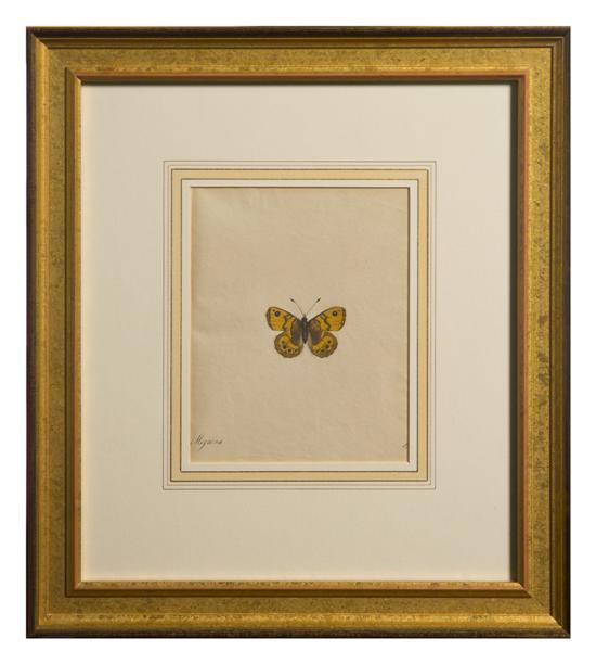 A Handcolored Entomological Illustration 1514f7