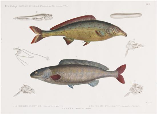 * (FISH) REDOUTE H. J. Two engravings