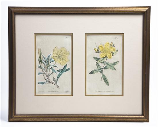Two Pairs of Handcolored Botanical 154969