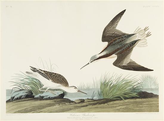  AUDUBON JOHN JAMES after HAVELL 154e3e