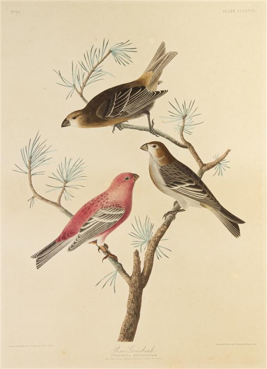 * (AUDUBON JOHN JAMES after) HAVELL