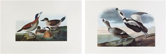  AUDUBON JOHN JAMES after ABBEVILLE 154e46