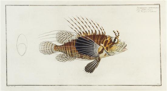 * (FISH) BLOCH MARLUS ELIESER Two hand-colored