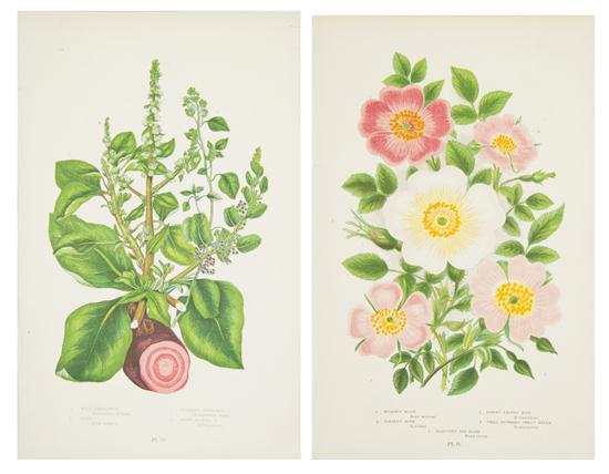 (BOTANY ENGLISH) PRATT ANNE A collection