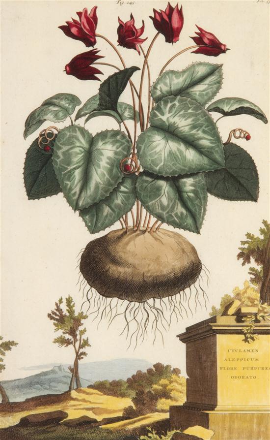 (BOTANY DUTCH) MUNTING ABRAHAM A group