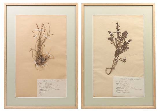 A Set of Twelve Framed Botanical