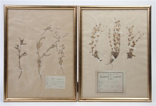 A Collection of Five Mounted Flower