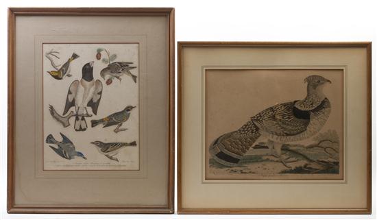  Two Ornithological Engravings 15546f