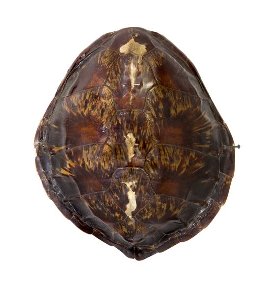A Tortoise Shell of typical form. Width