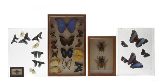 * SPECIMENS A group of five framed insect