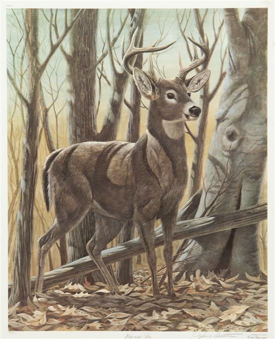 John A. Ruttman White Tailed Deer color