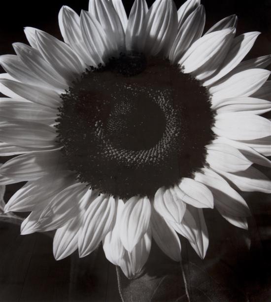 Tom Ferguson (20th century) Sunflower