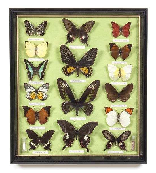 A Collection of Framed Butterfly