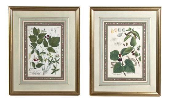 A Pair of Botanical Engravings