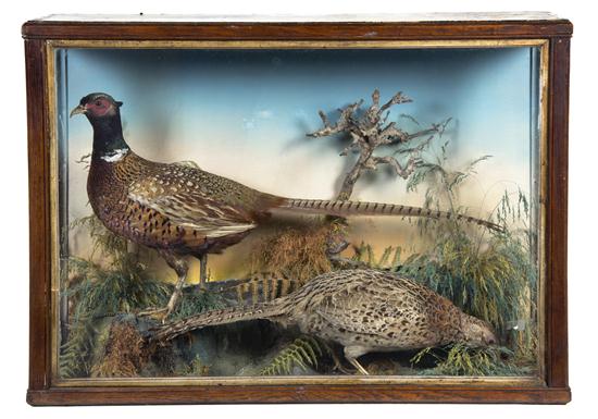 A Victorian Wildlife Diorama having