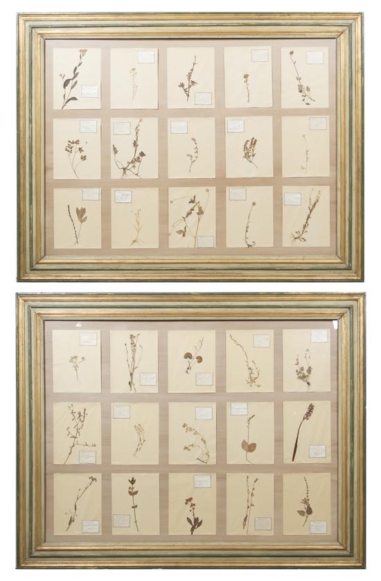 A Pair of Framed Botanical Specimens