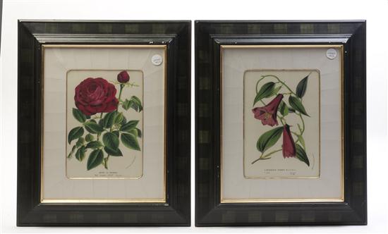 A group of two botanical engravings 153ff1