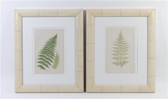Five botanical prints depicting