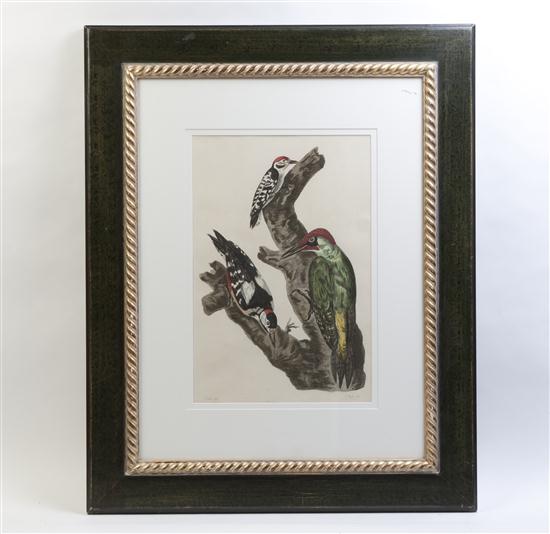 A handcolored engraving of a woodpecker