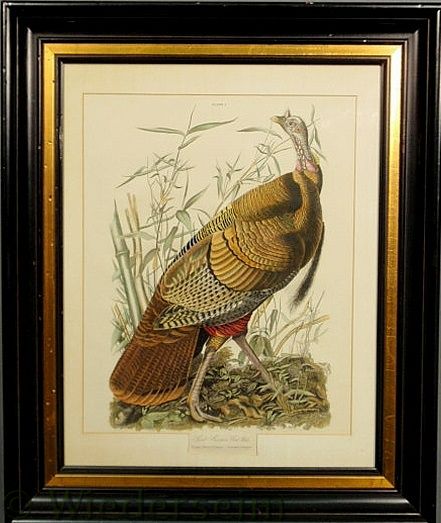 Audubon print Great American Cock 157477