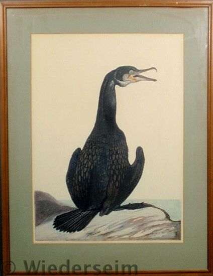 Framed print of a double-crested