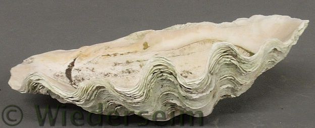 Large Pacific Ocean clam shell  1582d9