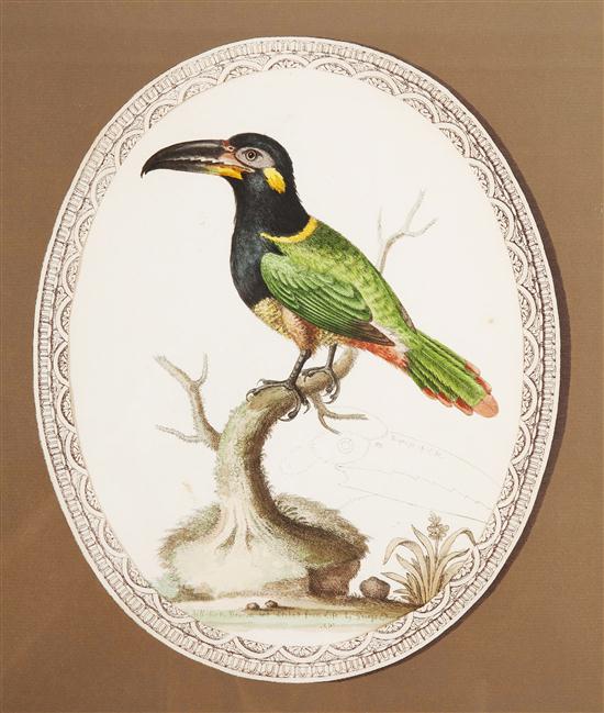 A Set of Three Ornithological Prints 156158