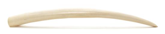 An Ivory Walrus Tusk. Length 19