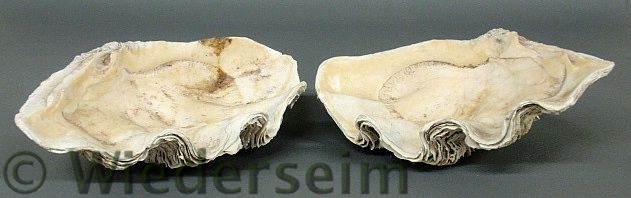 Two South Pacific giant clam shells  159a61