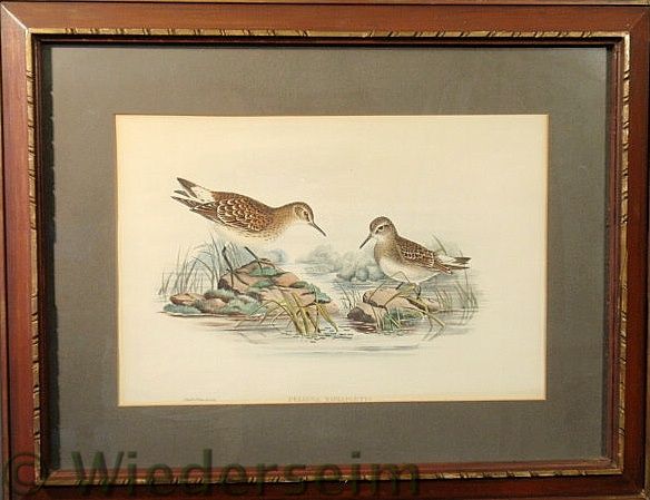 Framed bird print by J Gould  159ac6