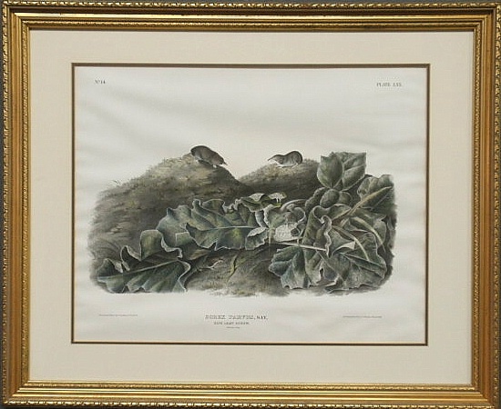 Framed and matted Audubon print