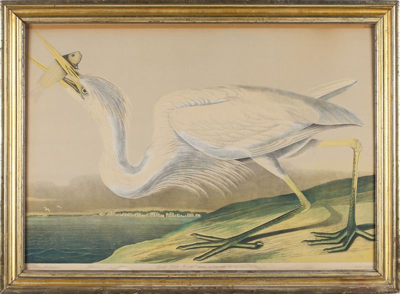 after Audubon (1785-1851) ''Great