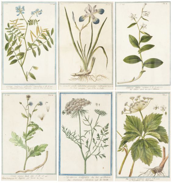 Group of Six 18th century Botanical