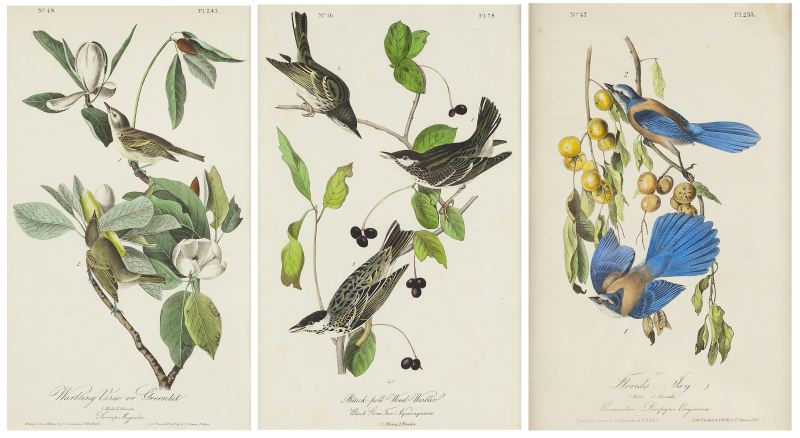 Three Lithographs after John James Audubonhand