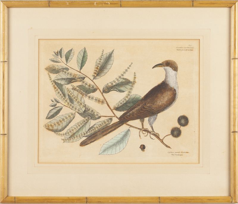 The Cuckoo of Carolina Engraving by