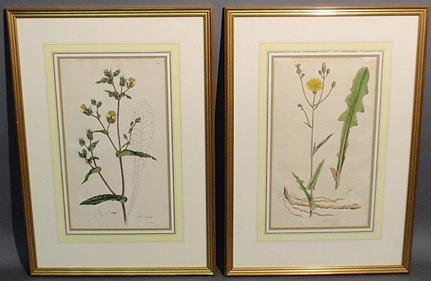 Large pair of original hand-colored