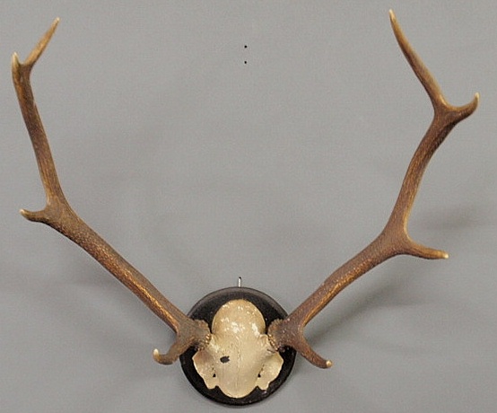 Large Continental stag horn mount