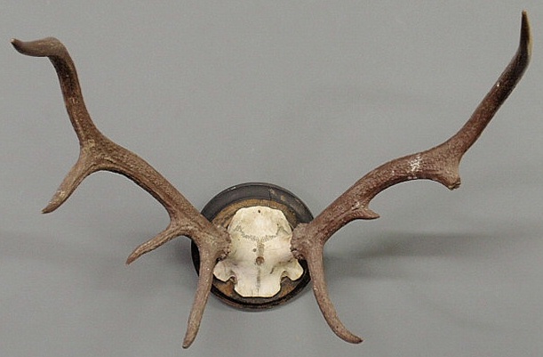 Large Continental stag horn mount