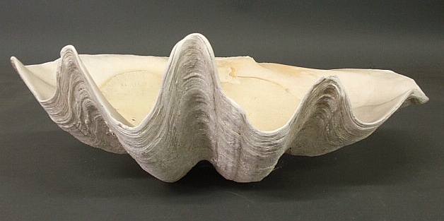 Giant clam shell from the South Pacific.