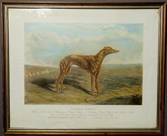 Framed canine engraving "Royal