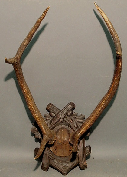 Large pair of stag horn antlers 15b1cd