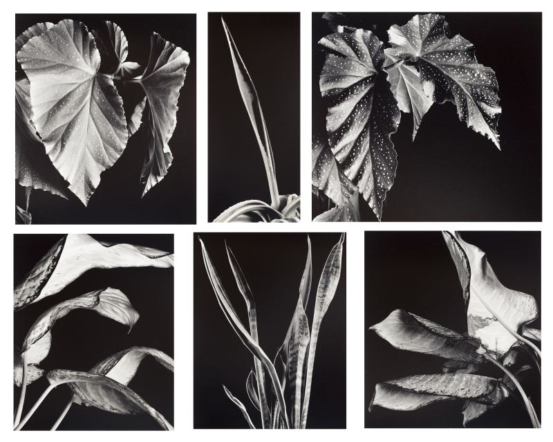 Six Botanical Photographs by Daniel 15b4b4