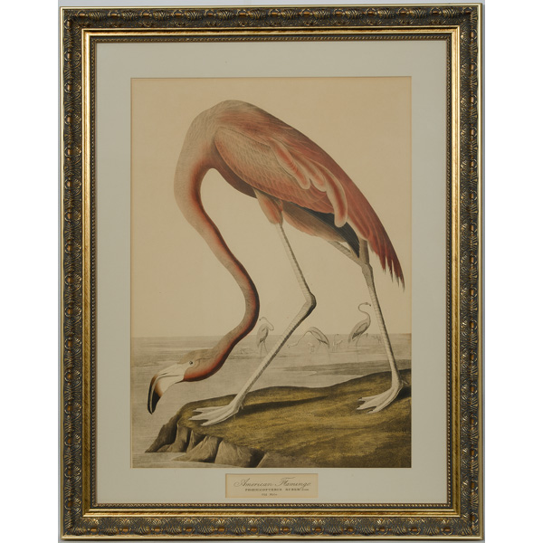 Audubon Print American Flamingo